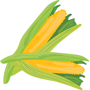 Maize